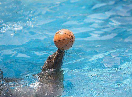 Das größte Robenpark in Polen